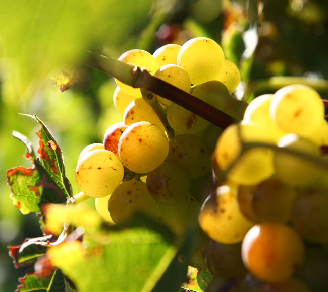Foto 6 von Weingut Darting