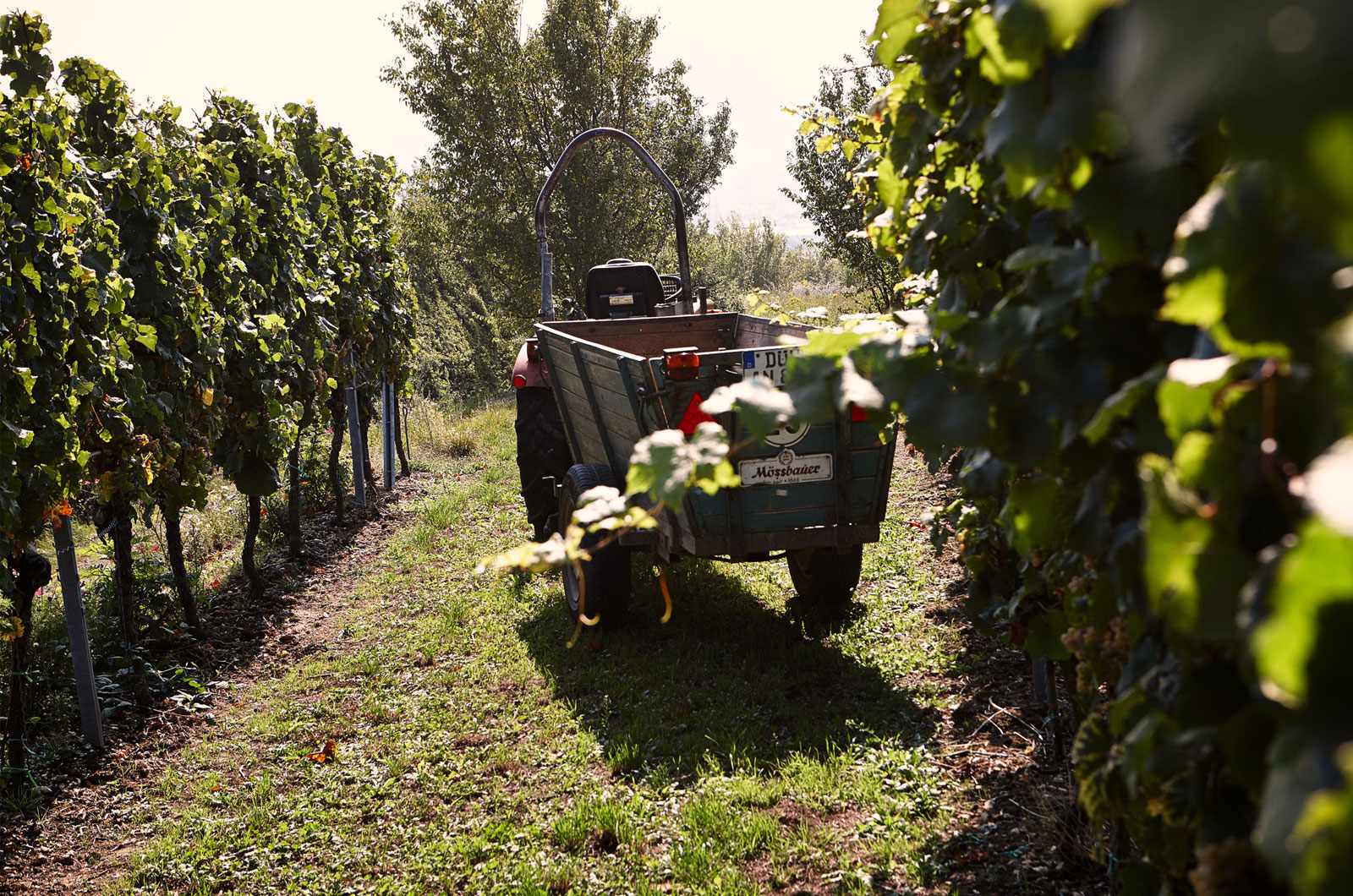 Foto 1 von Weingut Darting