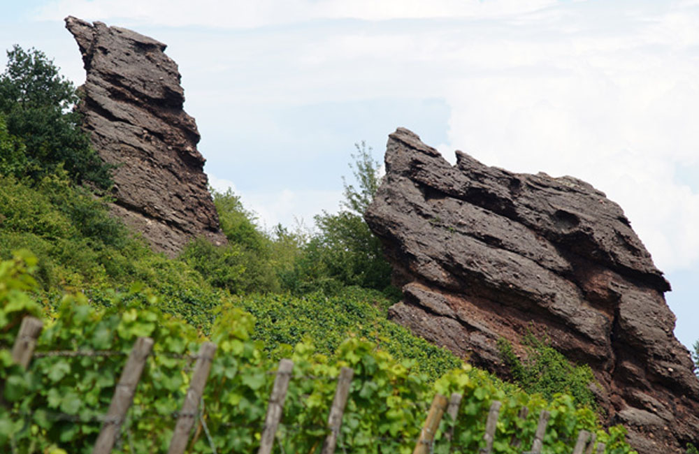 Foto 4 von Weingut Daum