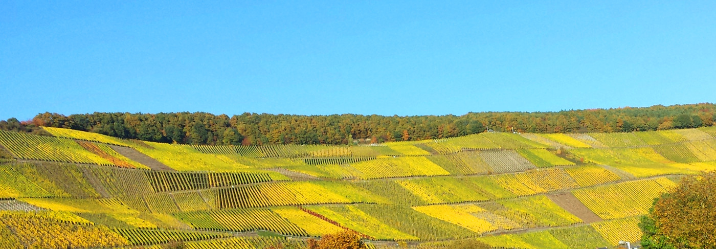 Foto 4 von Weingut Degendorf