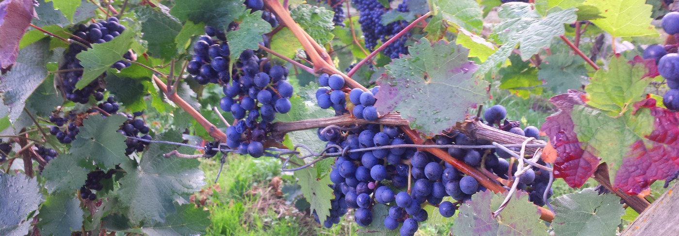 Foto 3 von Weingut Degendorf