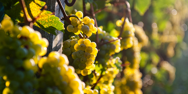 Weingut der Stadt Bensheim