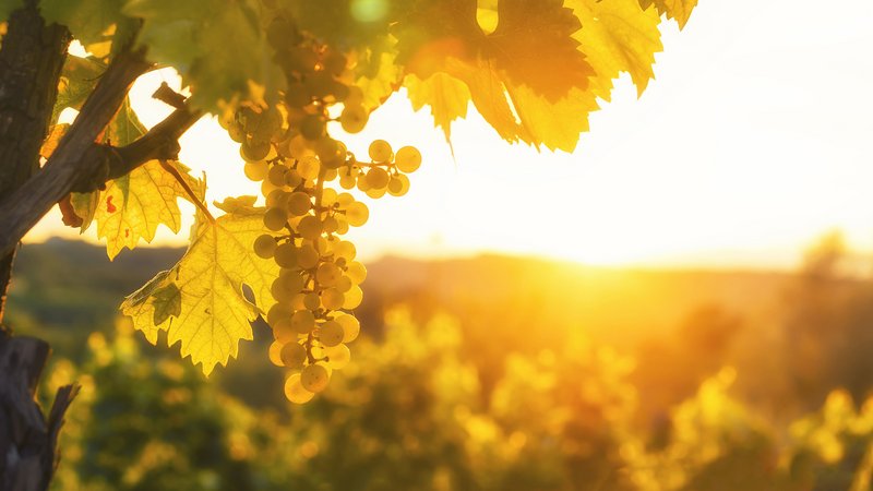 Foto 4 von Weingut Destillerie Markus Görgen