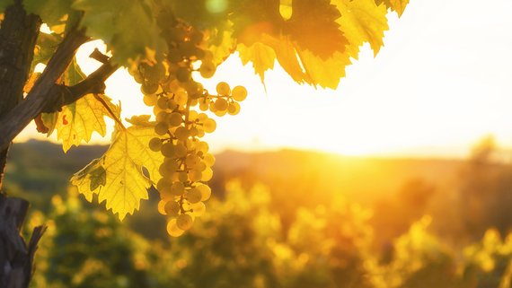 Foto 5 von Weingut Destillerie Markus Görgen