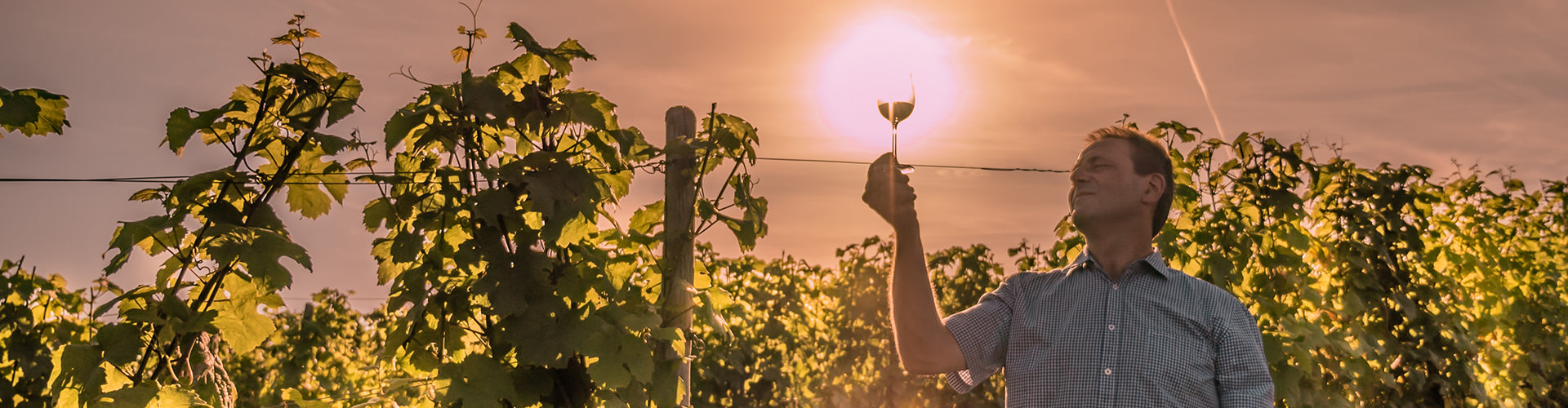 Foto 1 von Weingut - Destillerie Zisch