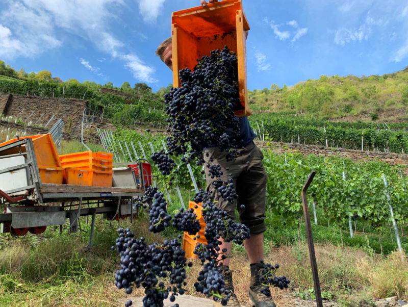 Foto 4 von Weingut Deutzerhof