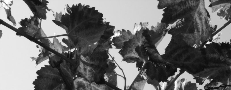 Фото 4 з Weingut Dick-Kaub
