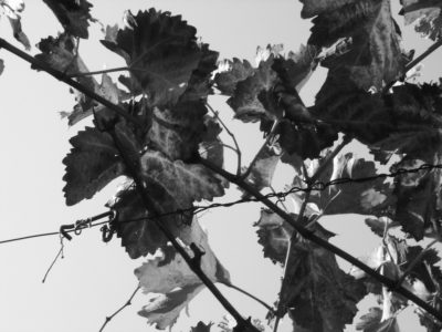 Фото 6 з Weingut Dick-Kaub