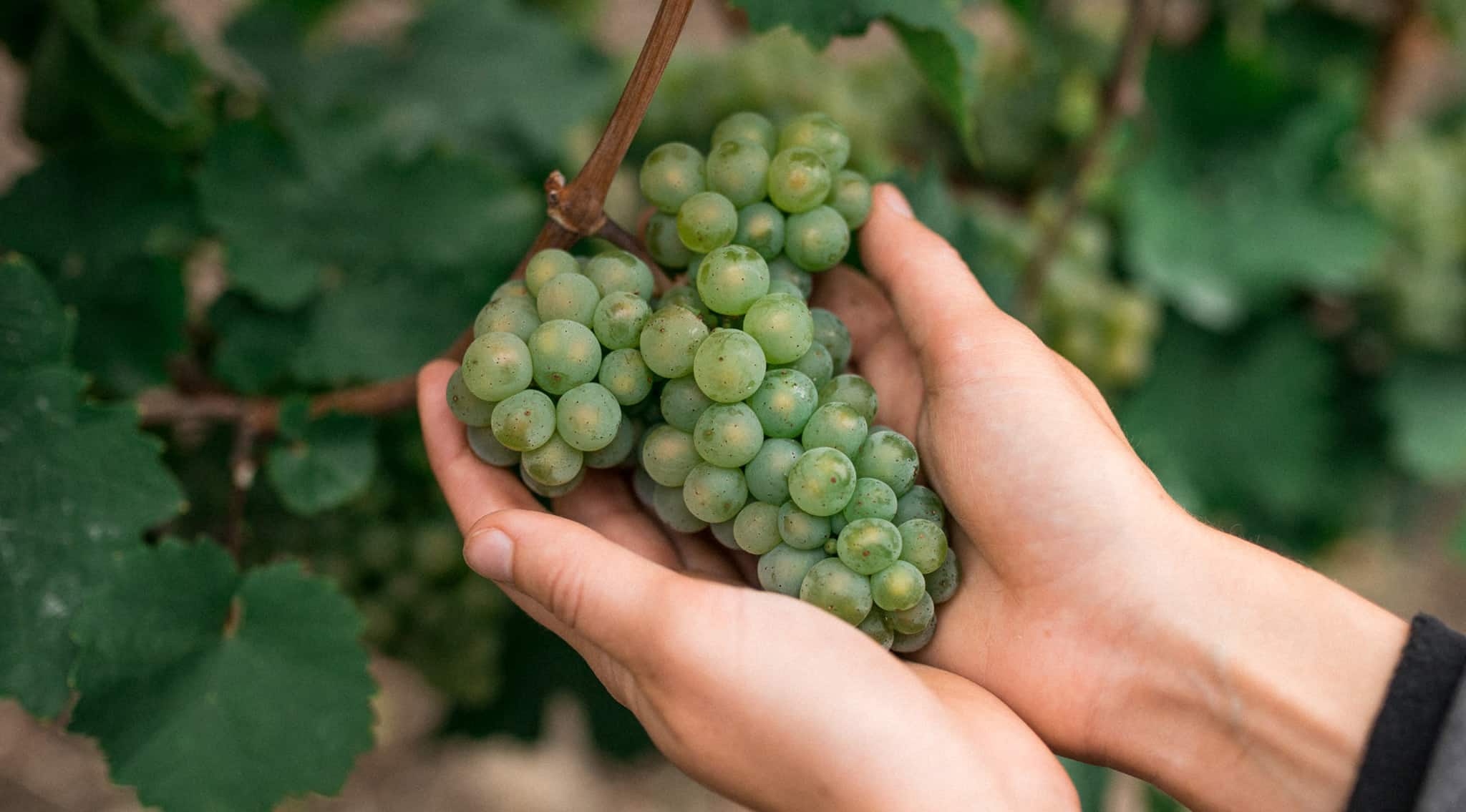 Foto 5 von Weingut Didinger