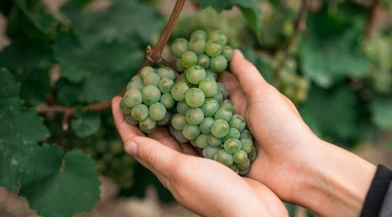 Foto 6 von Weingut Didinger