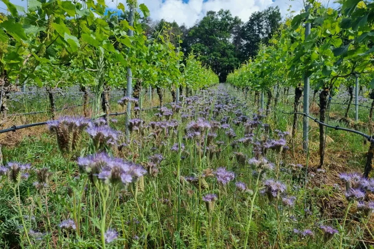 Foto 7 von Weingut Dieter Laufer