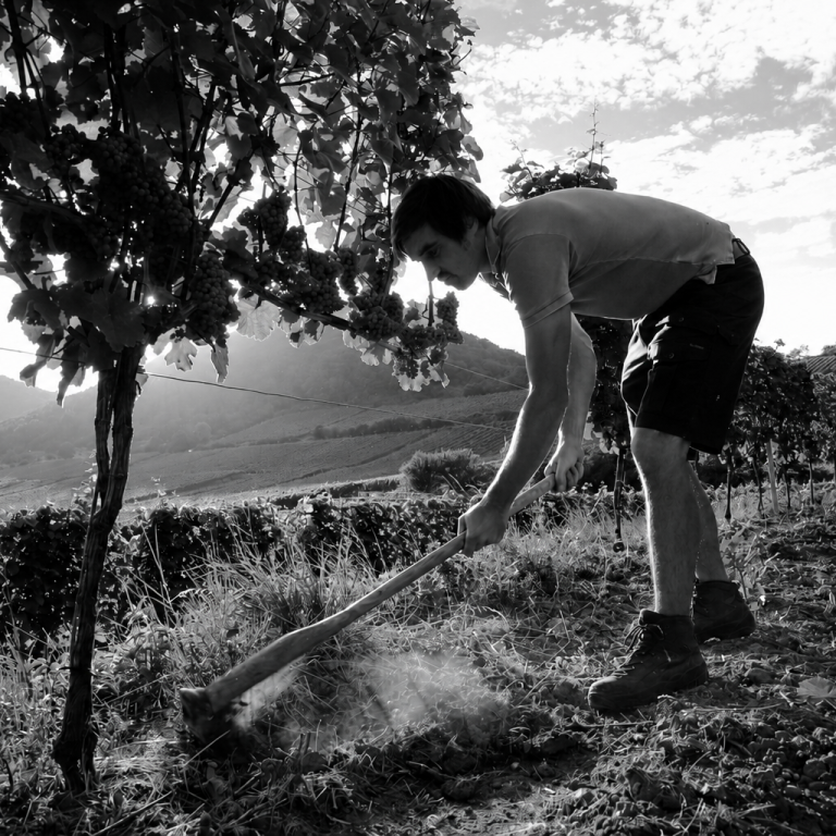 Foto 1 von Weingut Dollt
