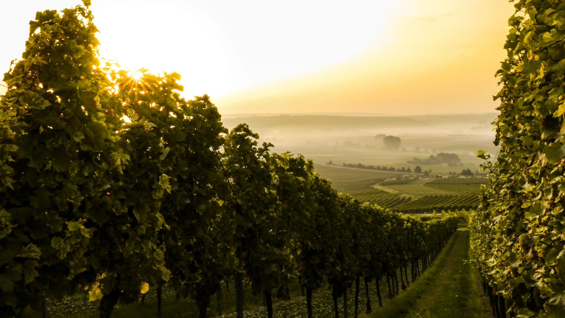 Weingut Donnermühle