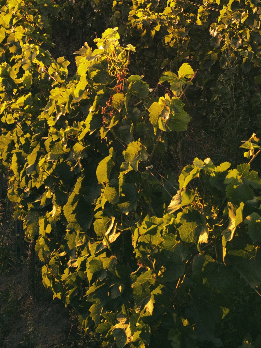 Foto 1 von Weingut Donnermühle