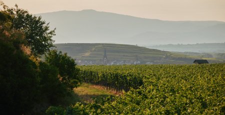 Foto 1 von Weingut Dr. Heger