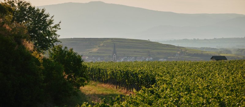 Foto 2 von Weingut Dr. Heger