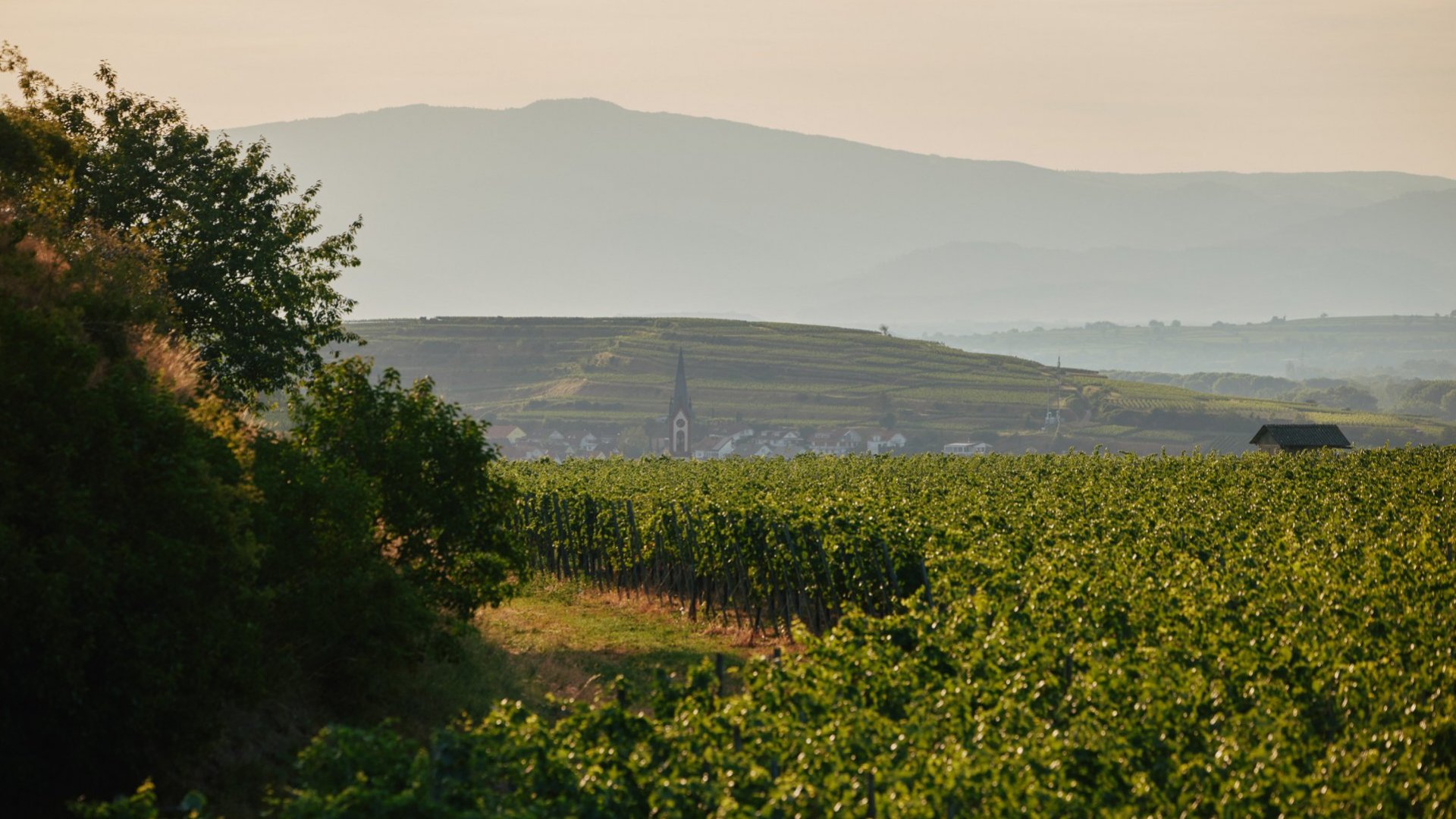 Foto 3 von Weingut Dr. Heger