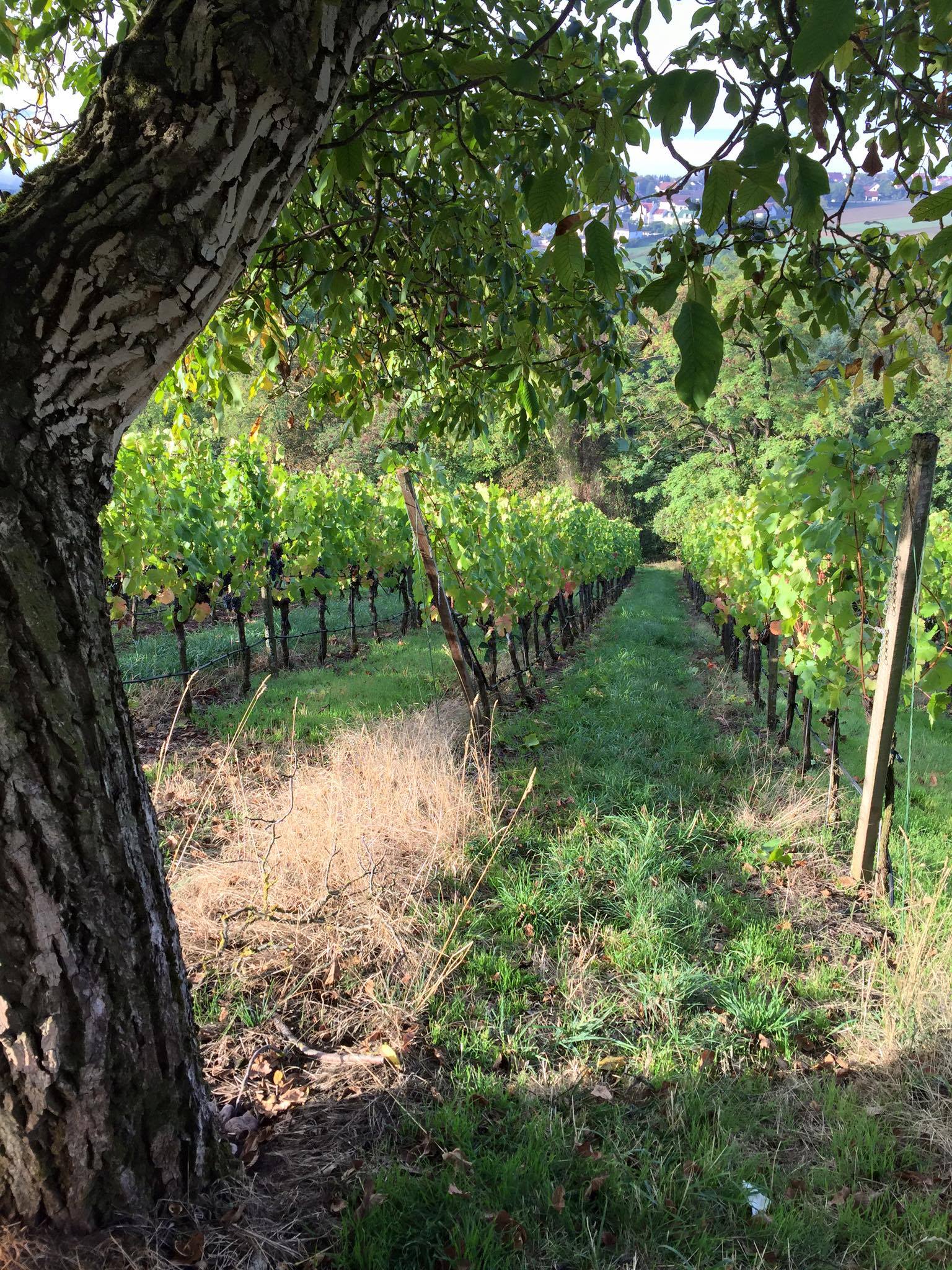 Foto 5 von Weingut Dr. Heigel