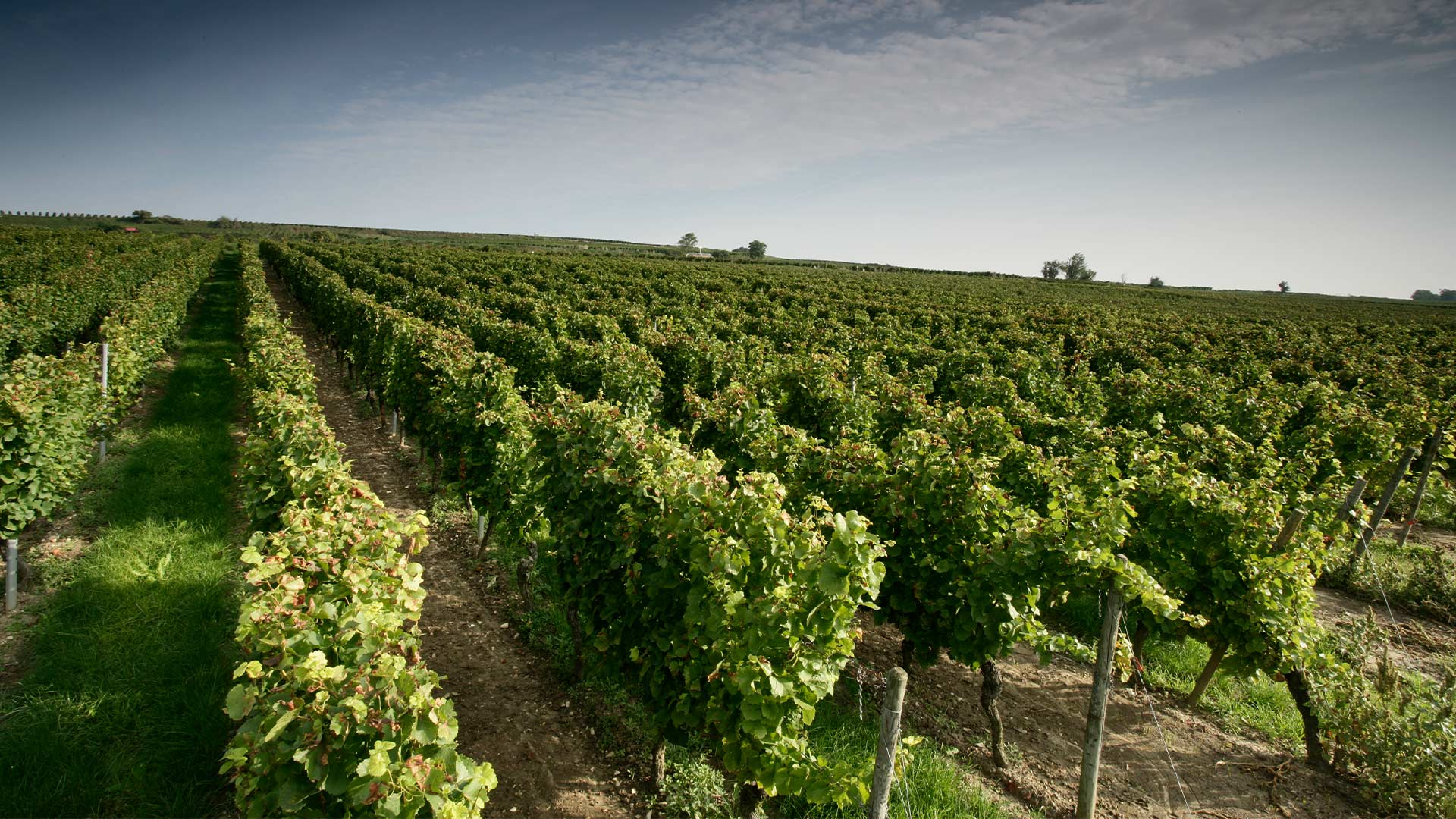 Foto 7 von Weingut Dr. Koehler GbR