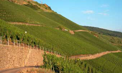 Foto 7 von Weingut Dr. Pauly-Bergweiler