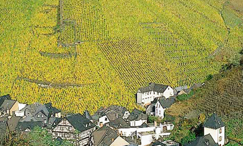 Foto 5 von Weingut Dr. Pauly-Bergweiler