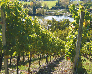Weingut Edelhof