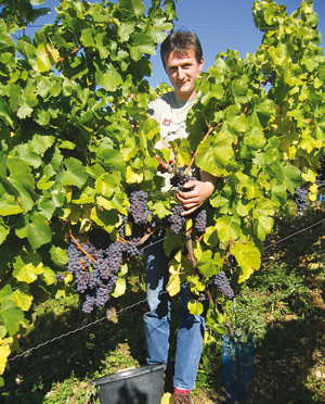 Foto 2 von Weingut Edelhof