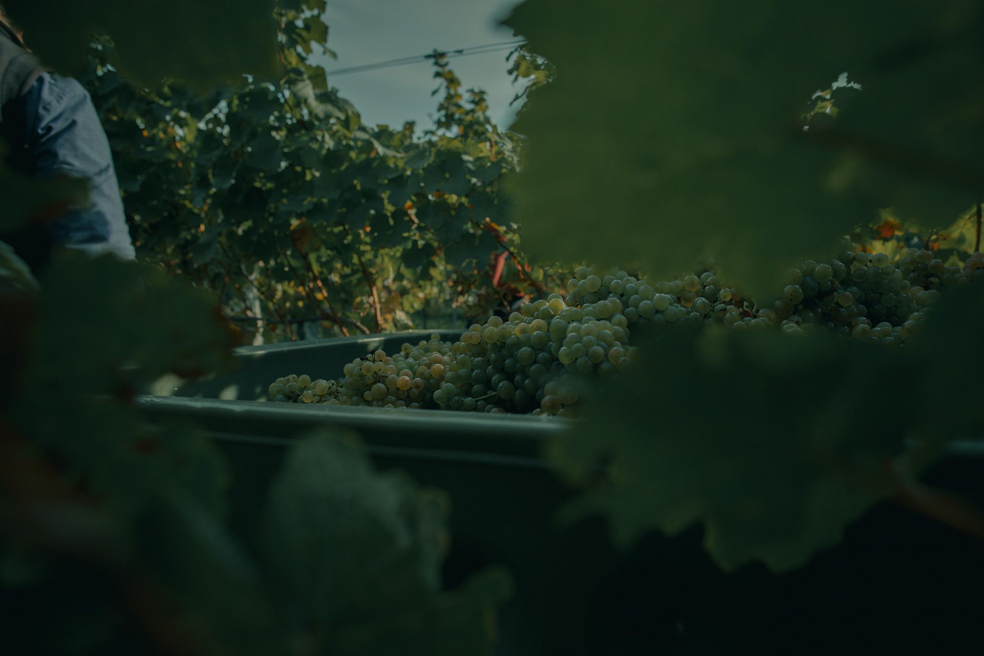 Фото 6 из Weingut & Edelobstbrennerei Burnikel