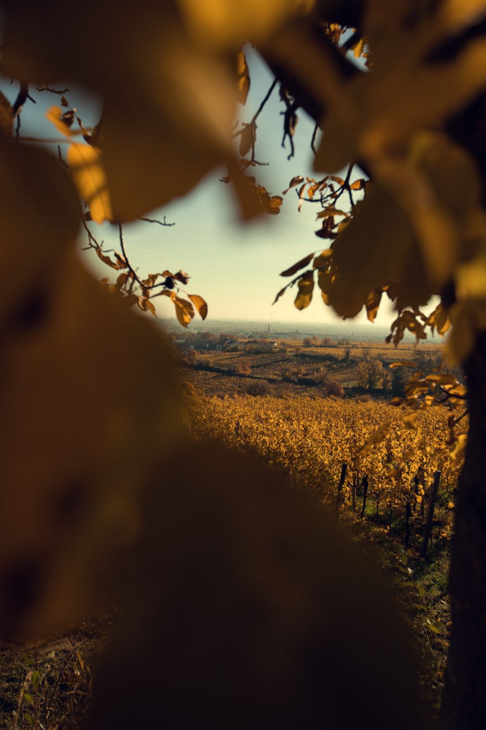 Фото 3 из Weingut & Edelobstbrennerei Burnikel
