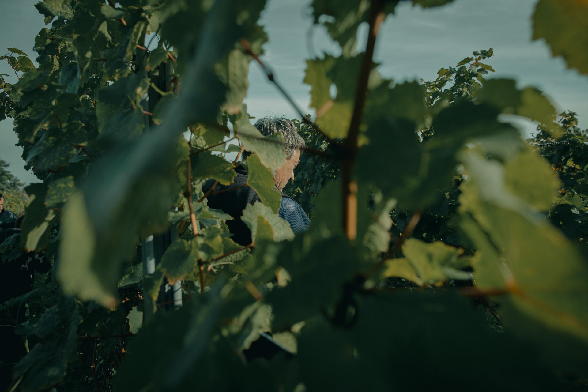 Фото 2 из Weingut & Edelobstbrennerei Burnikel