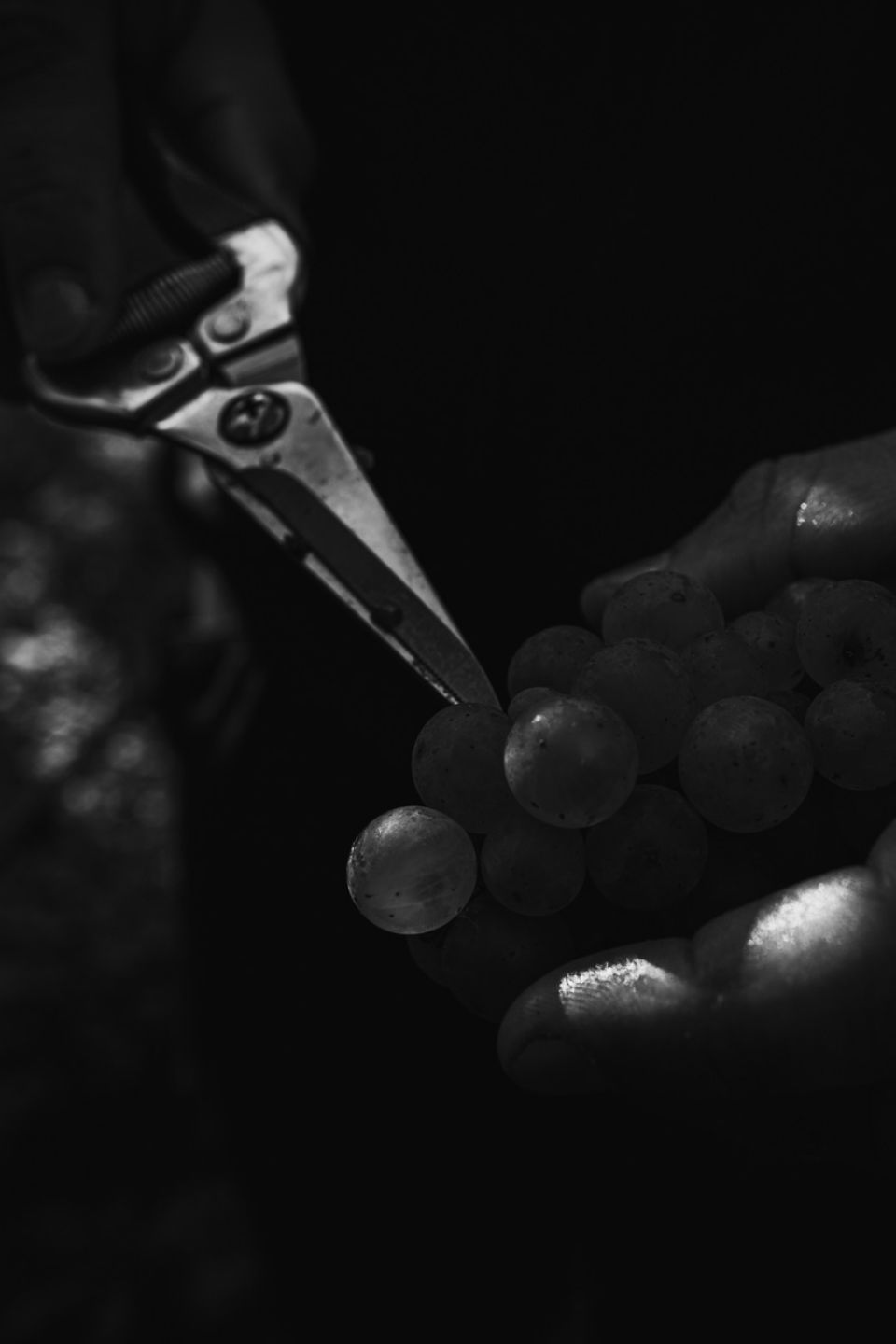 Фото 7 из Weingut & Edelobstbrennerei Burnikel