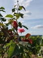 Foto 2 von Weingut Edgar und Doris Orben