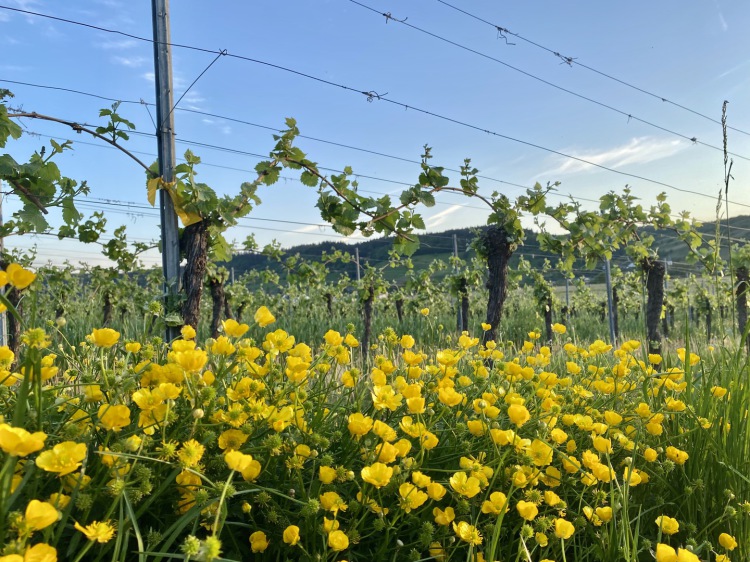 Фото 3 з Weingut Edmund Löwen