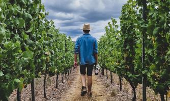 Фото 9 з Weingut Edwin Pauly