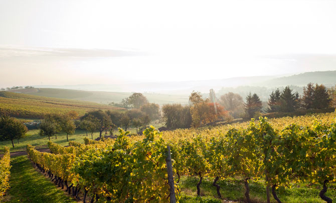 Foto 1 von Weingut Emmerich-Koebernik