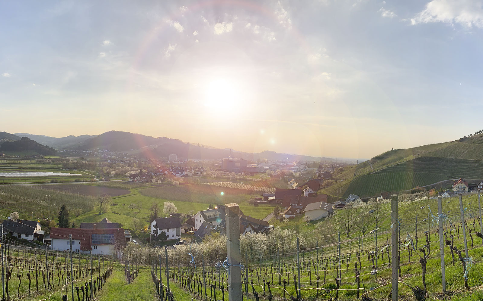 Foto 4 von Ferienhof Mayer - Weingut in Baden