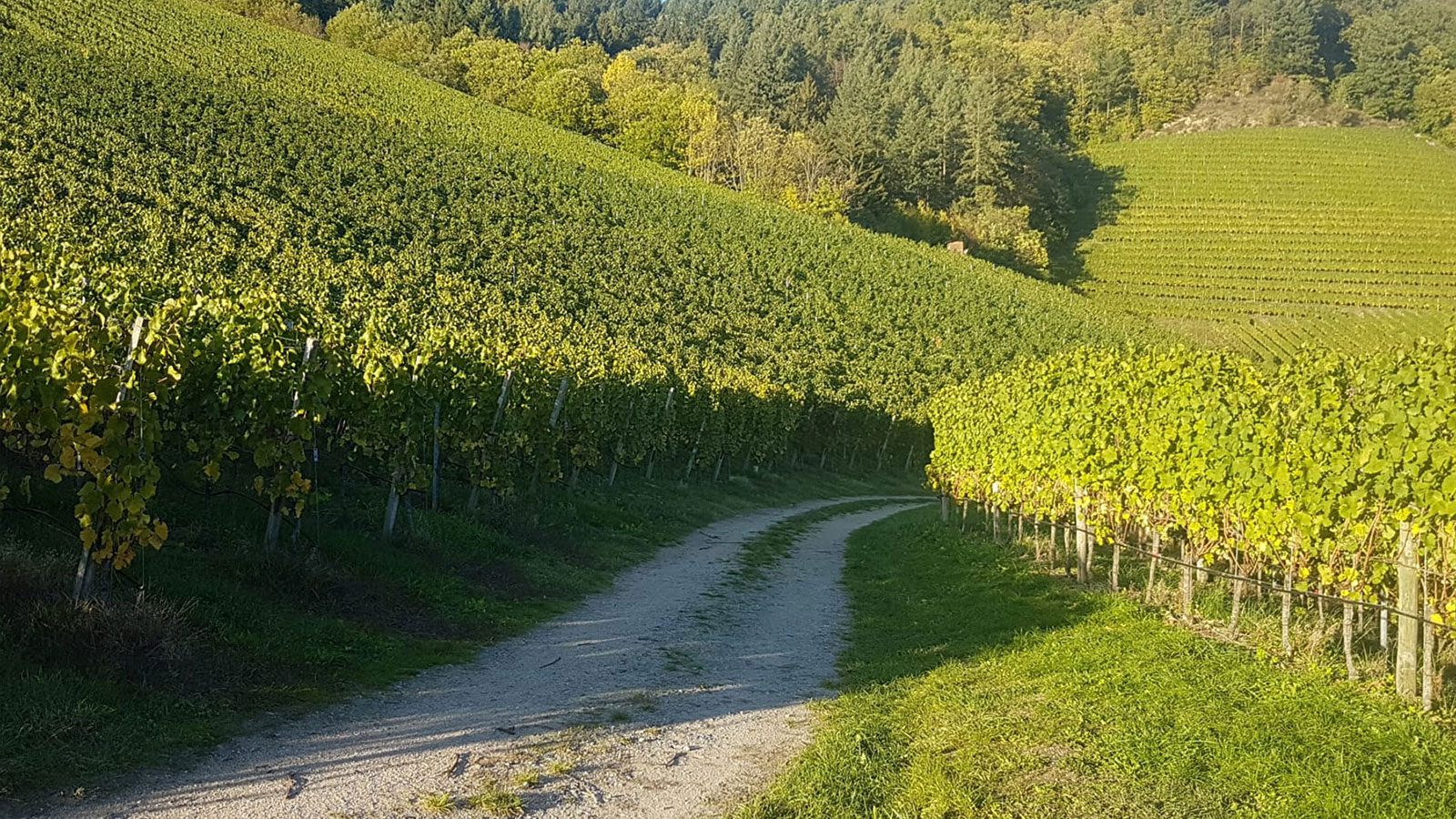 Foto 3 von Ferienhof Mayer - Weingut in Baden