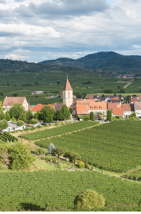 Foto 3 von Burkheimer Winzer am Kaiserstuhl eG