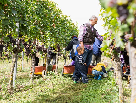 Foto 4 von Burkheimer Winzer am Kaiserstuhl eG