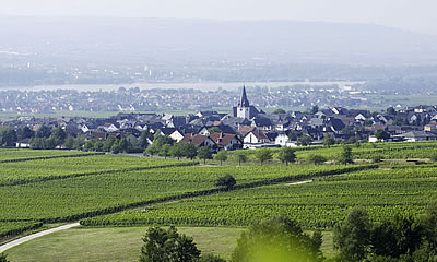 Foto 6 von Hallgartener Weinkeller eG