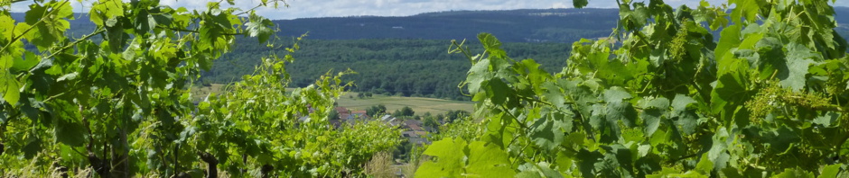 Photo 5 of Kuckuckshof - Ökologisches Weingut