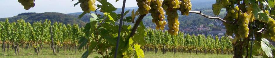Photo 1 of Kuckuckshof - Ökologisches Weingut