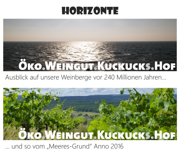 Photo 4 of Kuckuckshof - Ökologisches Weingut