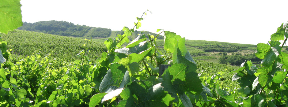 Foto 4 von Weingut Annenhof