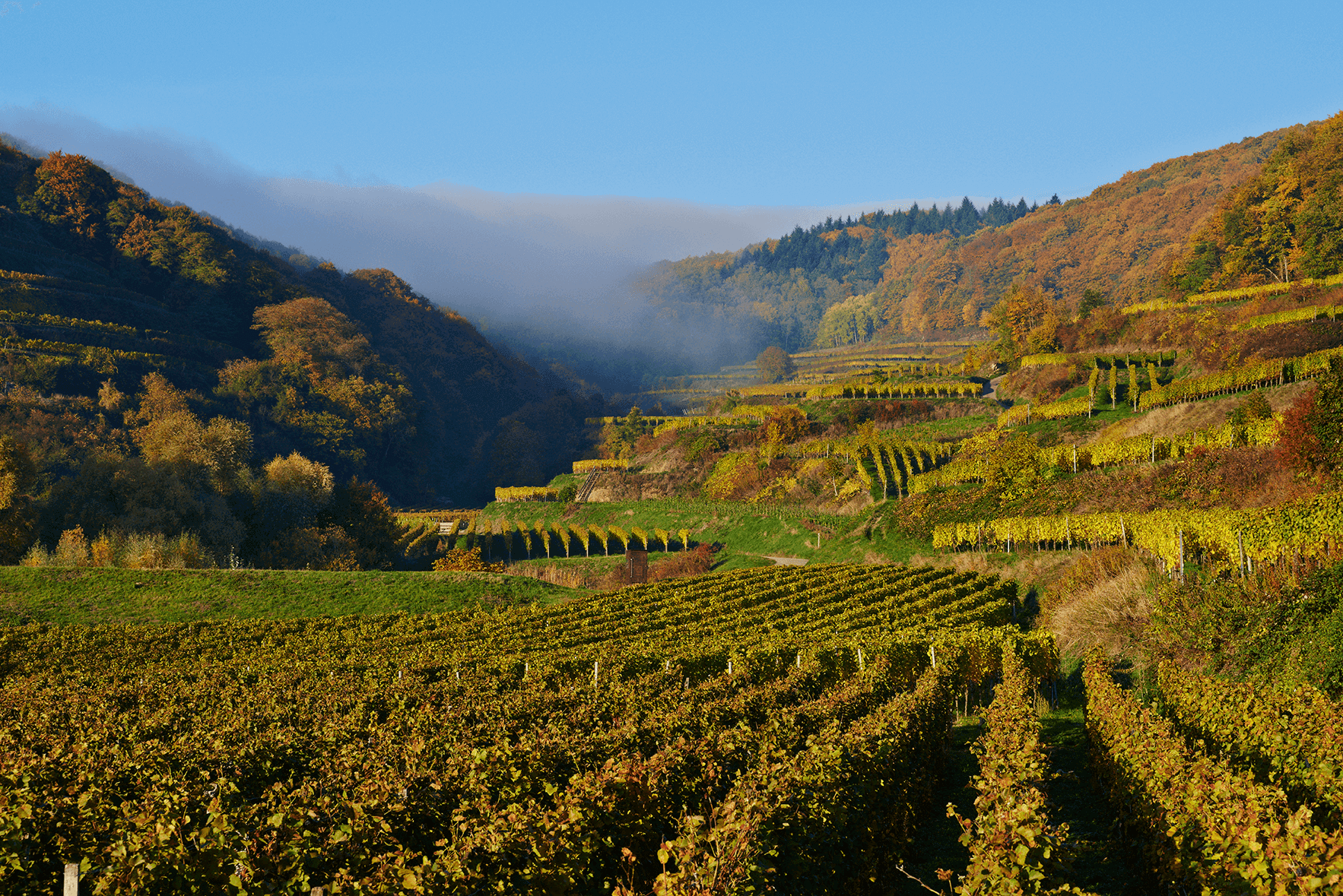 Foto 3 von Weingut Baumgartner