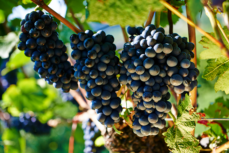 Foto 2 von Weingut Baumgartner