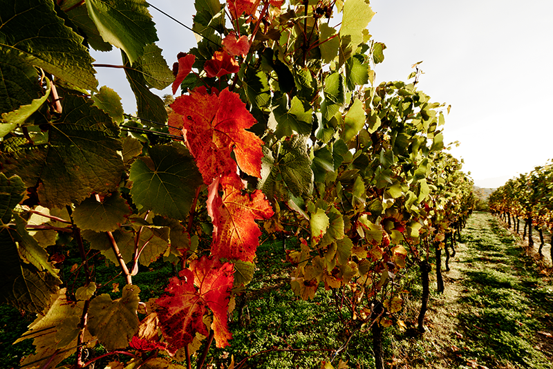 Foto 1 von Weingut Baumgartner