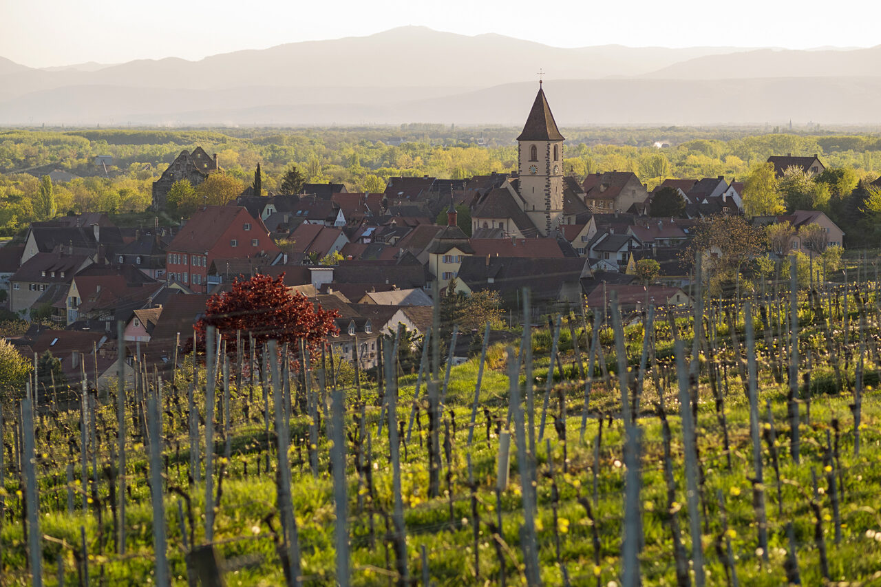 Foto 5 von Weingut Bercher OHG
