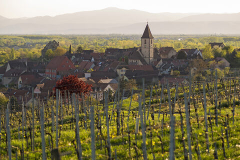 Foto 7 von Weingut Bercher OHG