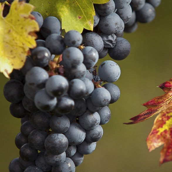 Foto 2 von Weingut Claus Bischoff